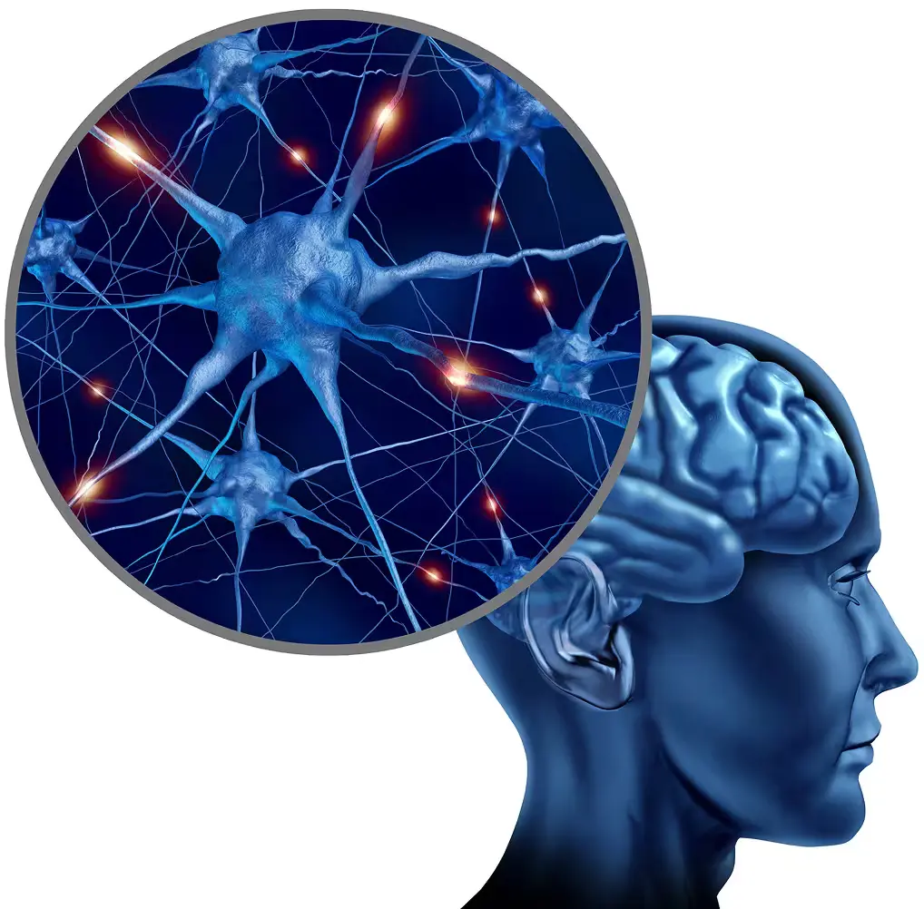 Illustration of a brain with magnified neural connections